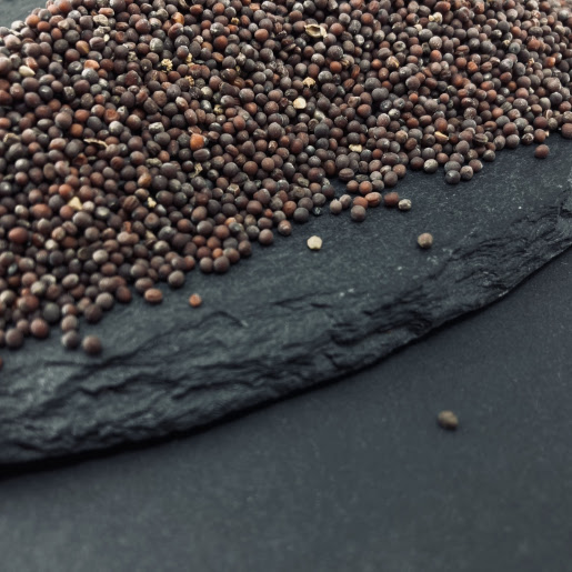 Горчица черная семена — фото